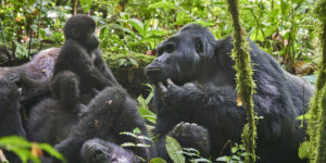 6 Days Ngorongoro Crater & Gorilla Trekking