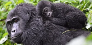 6 Days Prime Gorilla & Chimpanzee Safari