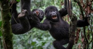 6 Days Uganda Gorilla & Chimpanzee Safari