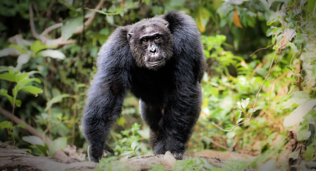 6 Days Uganda Primates Trekking Safari