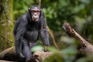 6 day Uganda Family adventure: chimps & wildlife