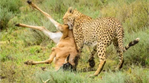 6-day budget Serengeti safari and gorilla trekking tour