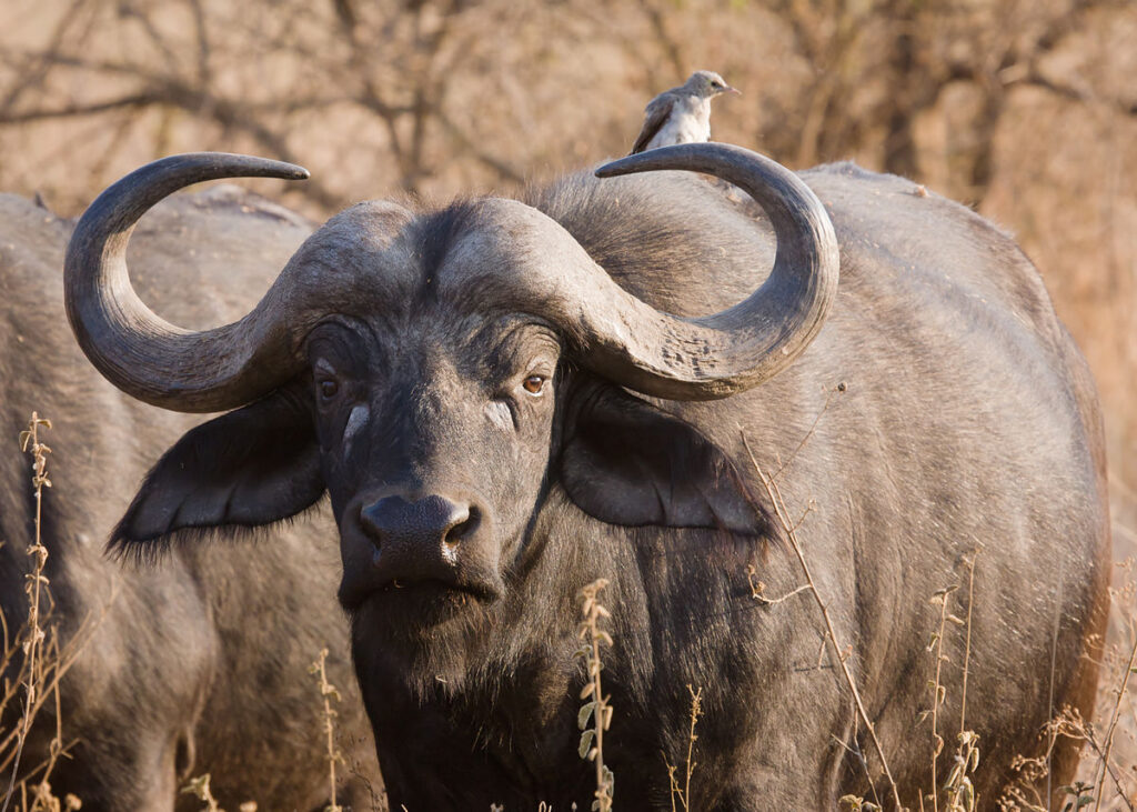 6-day wildlife experience in Rwanda: gorillas & big 5