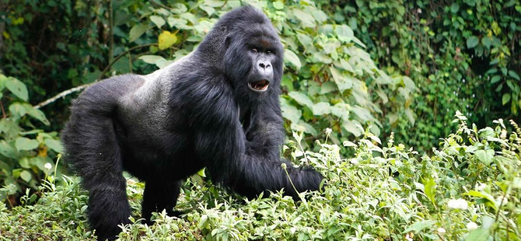 6 days Serengeti migration and Rwanda gorilla tour