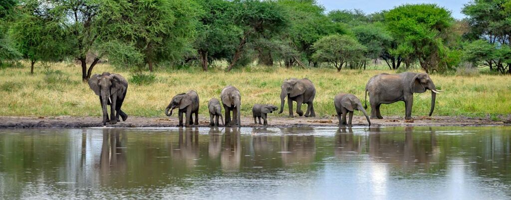 6 days best of Tanzania: Tarangire, Serengeti, Ngorongoro & L. Manyara