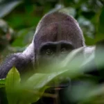 7-Day African Safari Tour