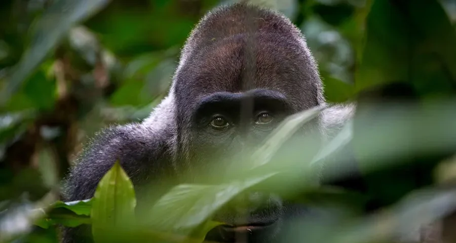 7-Day African Safari Tour