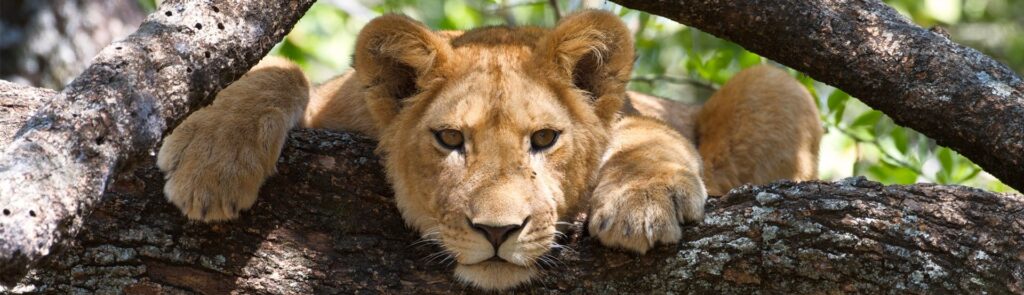 7 Day Tarangire, Serengeti, Ngorongoro Crater and Lake Manyara