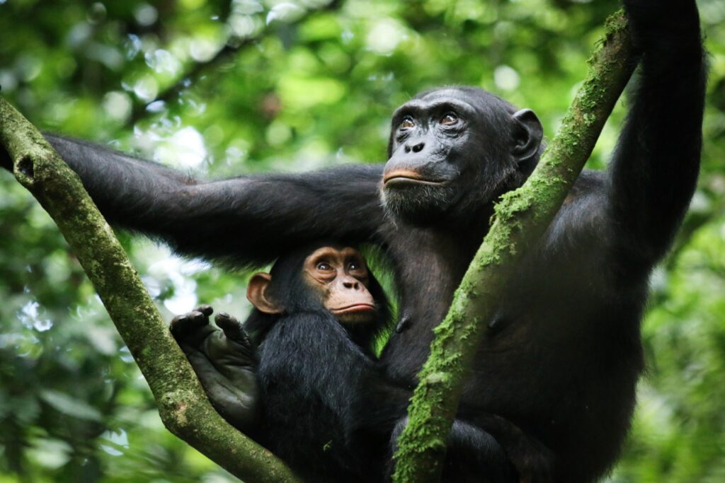 7-Day Uganda Primate Safari: Gorillas and Chimpanzees
