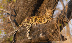 7 Days Best Burundi Safari