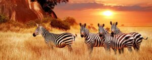 7 Days Masai Mara Wildlife Safari