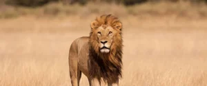 7 Days Northern Circuit Serengeti Wonders