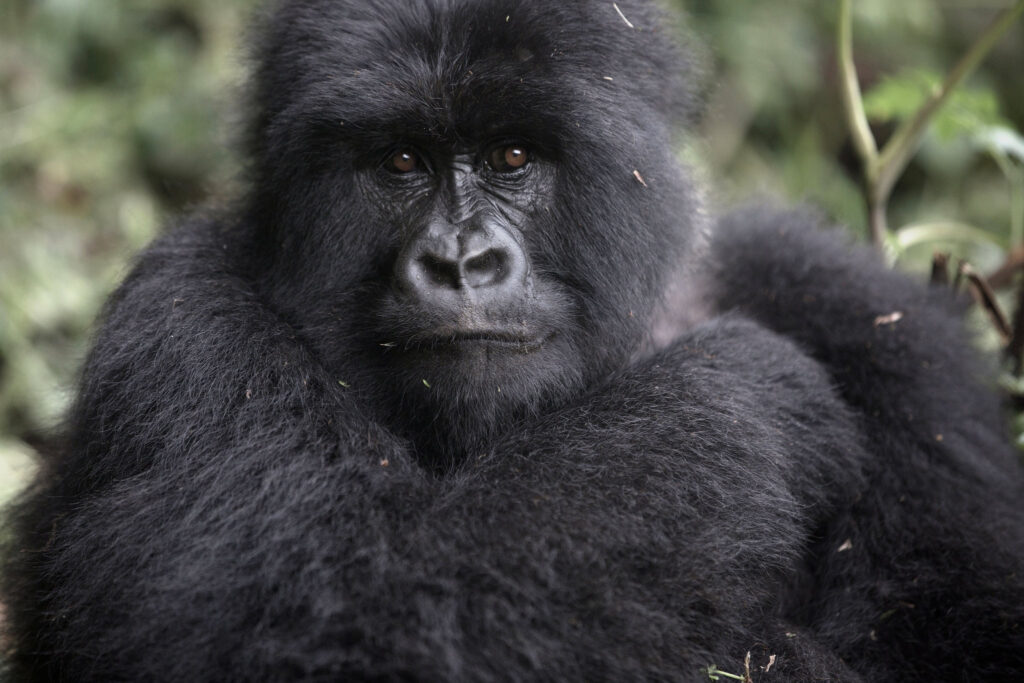 7 Days Rwanda Gorillas/Chimpanzees/Golden Monkey/Cultural