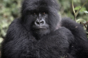 7 Days Rwanda Gorillas/Chimpanzees/Golden Monkey/Cultural