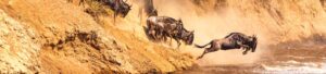 7 Days lodge safari to see great migration crossing Mara River