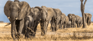 7 Epic wildlife migration in Africa beside great migration