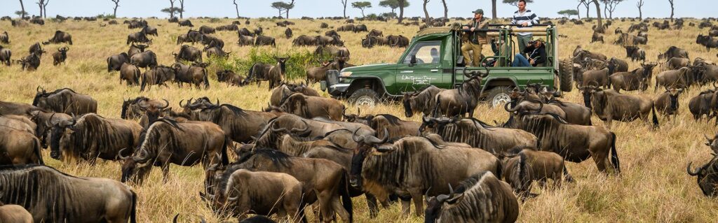 7 day wildebeest & gorillas