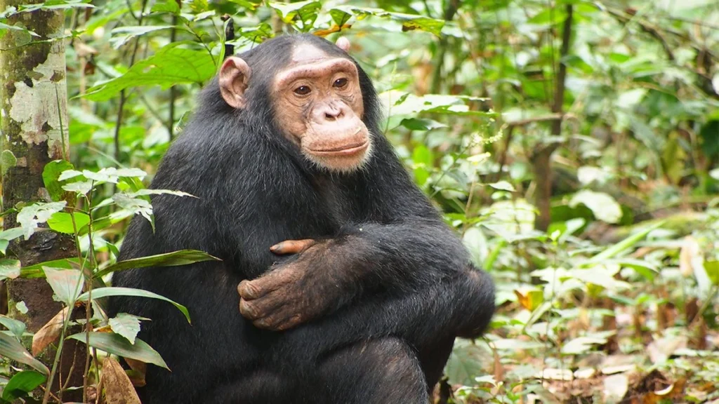 8 Days Chimps & Gorilla Safari