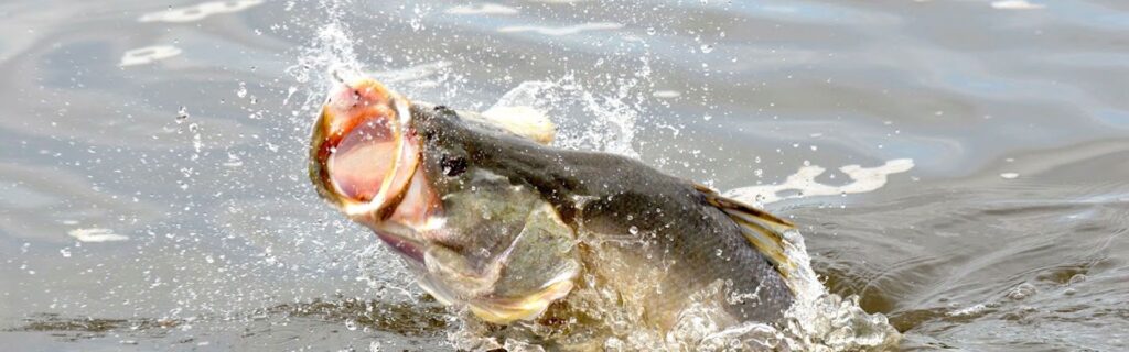 8 Days Fishing Trip Uganda