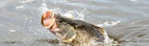 8 Days Fishing Trip Uganda