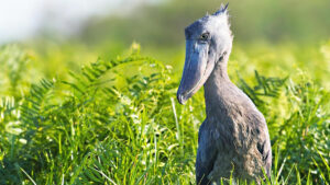 8 Days Uganda Birding Tour