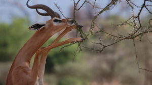 8 Days Wildlife & Gorilla Trekking Tour