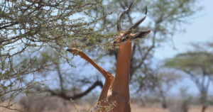 9-Day Best of Uganda-Tanzania Safari-Gorillas and Wildebeest