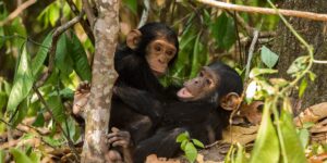 9 Days Rafting, Wildlife & Primates Safari