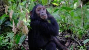 9 Days Uganda Rwanda Primates Trip