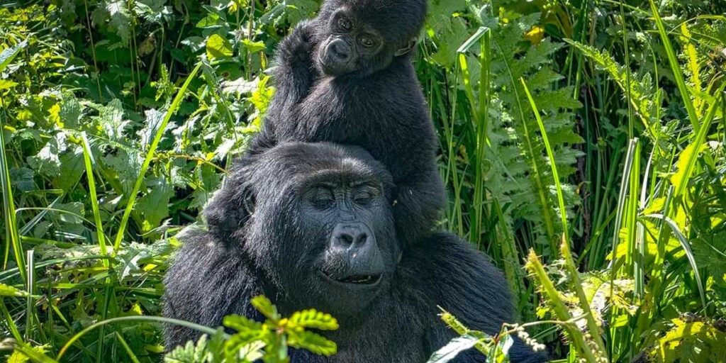 9 Days Uganda Safari-Sipi, Chimps, Wildlife & Gorilla Safari