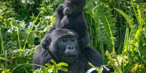 9 Days Uganda Safari-Sipi, Chimps, Wildlife & Gorilla Safari