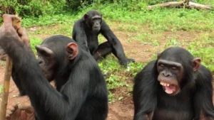  A budget 1 day chimpanzee tracking at Ngamba island Tour