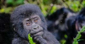 A comprehensive guide to Gorilla trekking in Uganda