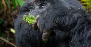 A costed 9 day best of Uganda vacation safari estimated cost
