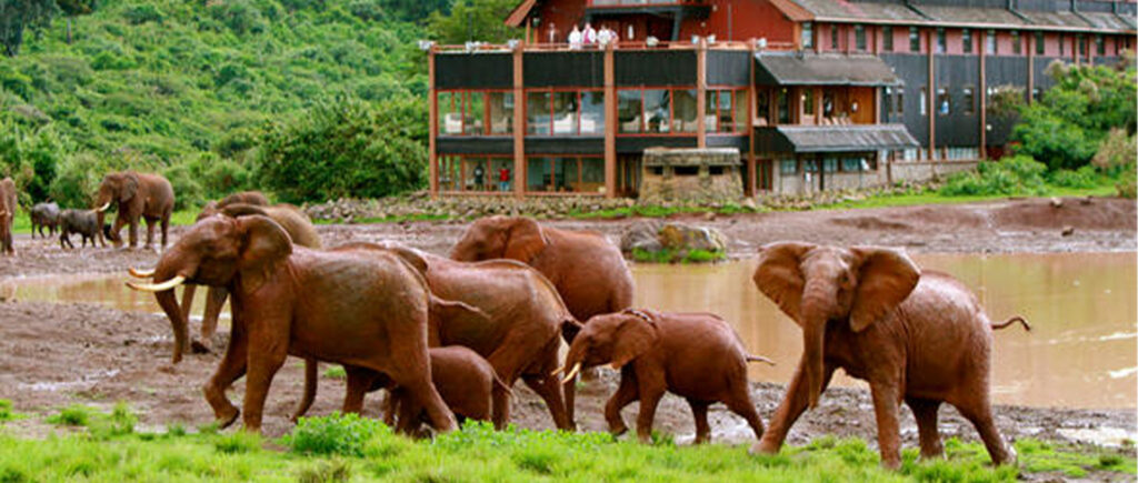Aberdare National Park - Kenya Safaris