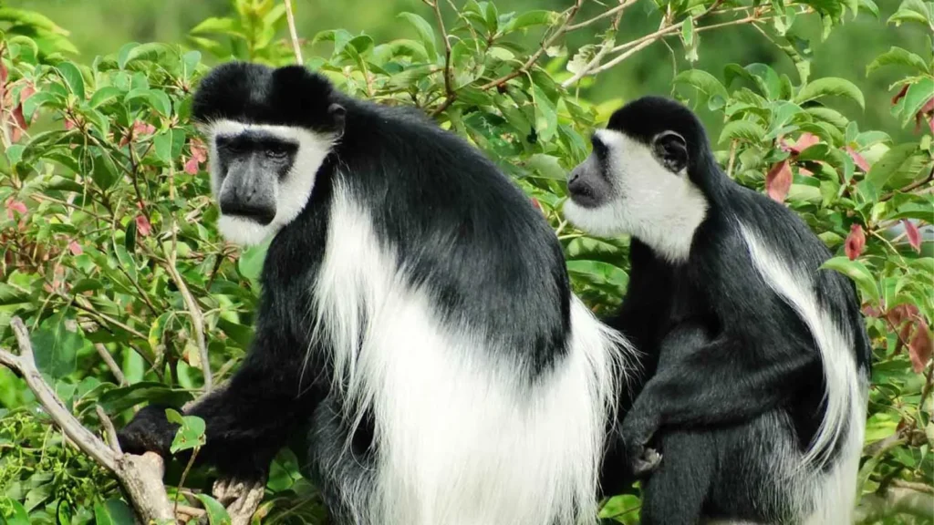 Activities in Nyungwe National Park: primates and more