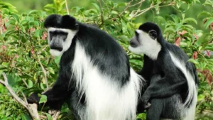 Activities in Nyungwe National Park: primates and more