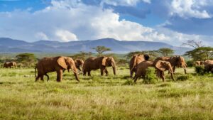 Adventure Vacations to Africa