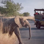 Adventure Vacations to Africa