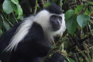 Africa Budget Safaris