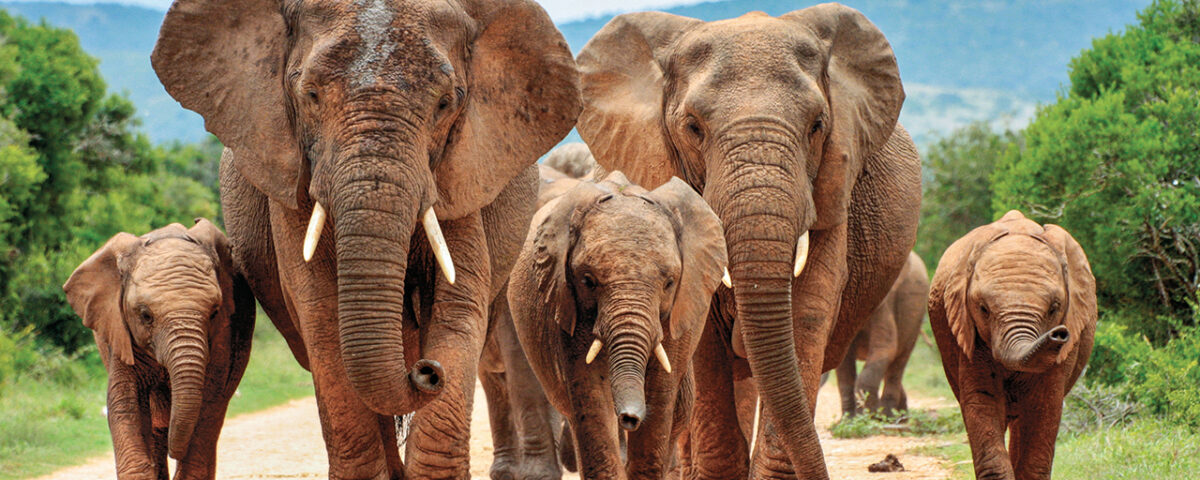 Africa Vacation Safaris