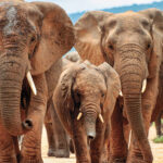 Africa Vacation Safaris