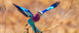 African Birdwatching Safaris: Best places to Visit