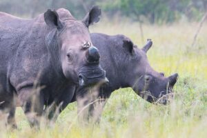 Akagera National Park
