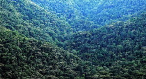 Albertine Rift Valley Mountains