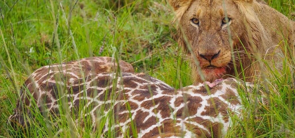 All-Inclusive Trips to Africa with Airfare