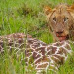 All-Inclusive Trips to Africa with Airfare