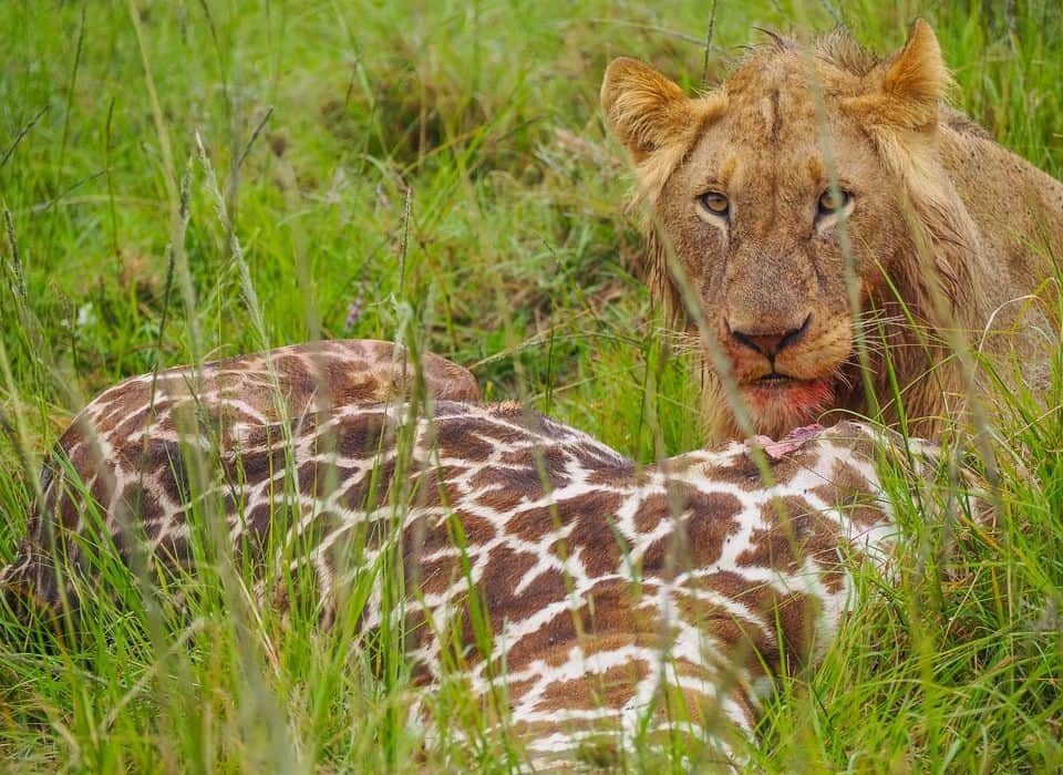 All-Inclusive Trips to Africa with Airfare