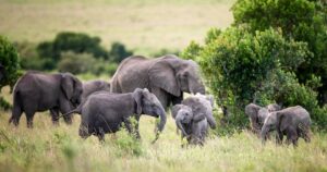 All-Inclusive Trips to Africa with Airfare