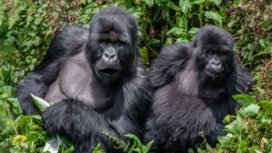 All-Inclusive Vacation Safaris to Africa